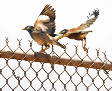 Mighty Maui mynah birds